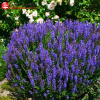 Шалфей дубравный (Salvia nemerosa) Блаухугель С3 СП/24