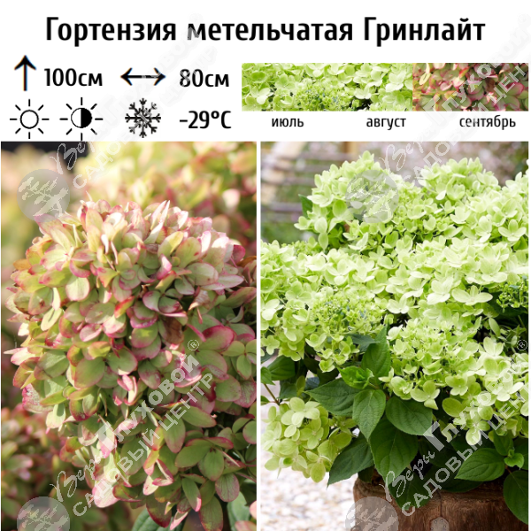 Гортензия метельчатая "Гринлайт" на фото