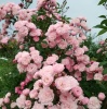 Роза полиантовая "Heavenly Pink" на фото