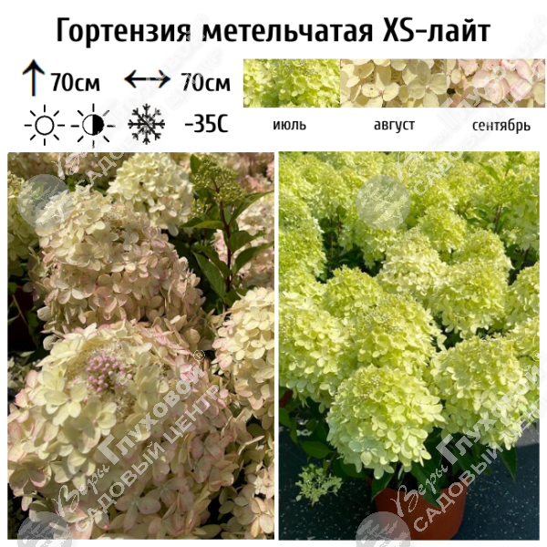 Гортензия метельчатая "XS-лайт" на фото