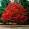 Клен татарский (Acer tataricum) Гиннала 60-80 С5 БАл/25