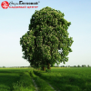 Каштан конский обыкновенный (Aesculus hippocastanum) 125-150 С15 НР/24