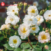Роза мускусная (Rosa) Penelope С7,5 НАп/24