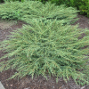Можжевельник обыкновенный (Juniperus communis) Грин Карпет   С3 СП/23