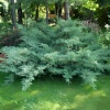 Можжевельник виргинский (Juniperus virginiana) Хетц 30-40 С3 ПК/24