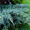 Можжевельник чешуйчатый (Juniperus sguamata) Блю Карпет  60-70 С5 РБр/25