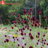 Кровохлебка лекарственная (Sangusorba officinalis) Танна С3 СП/24