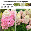 Гортензия метельчатая (Hydrangea paniculata) Геркулес Р9 СП/25