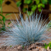 Овсяница сизая (Festuca glauca) Элайдж Блю С3 СП/24