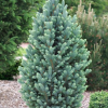 Ель колючая (Picea pungens) Изели Фастигиата   70-80 С15 ГЕ/25