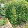 Ива цельнолистная (Salix integra) Пендула Шт-140 С5 ПК/24