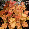 Гейхера (Heuchera) Карамель С2 СП/25
