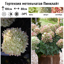 Основное изображение товара