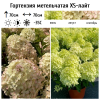 Гортензия метельчатая (Hydrangea paniculata) Гарденлайт XS-Лайт Р9 СП/25