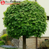 Клен остролистный (Acer platanoides) Глобозум Шт-120 С20 БАпп/24