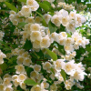 Чубушник (Philadelphus) Лемуана С3 СП/23