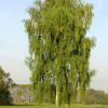 Береза повислая (Betula pendula) 200-250 С10 БАл/25