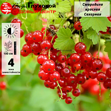 Основное изображение товара