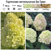 Гортензия метельчатая (Hydrangea paniculata) Би Грин Р9 СП/25