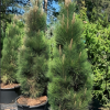 Сосна черная (Pinus nigra) Грин Тауэр  60-80 С25 ИТ/25