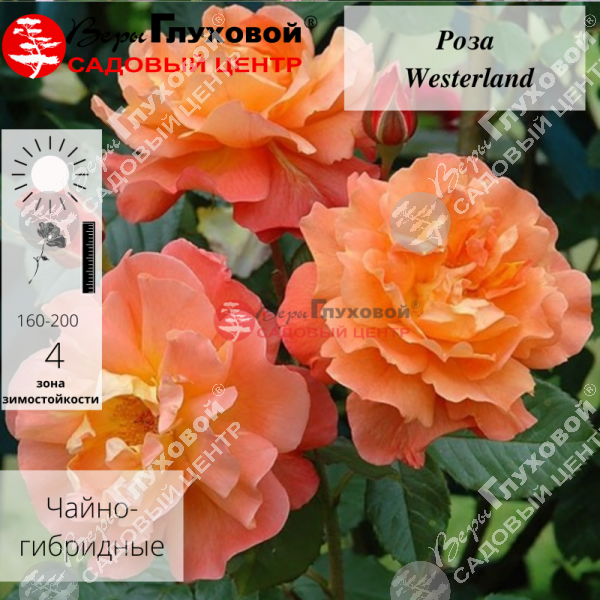 Роза плетистая "Westerland" на фото