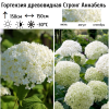 Гортензия древовидная (Hydrangea arborescens) Стронг Аннабель С5 НАп/25