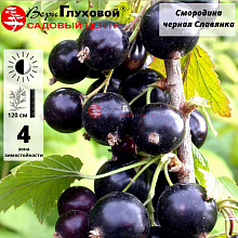 Основное изображение товара
