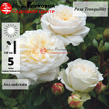 Основное изображение товара