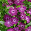 Барвинок малый (Vinca minor) Атропурпурея С3 ГлХ/25