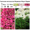 Гортензия метельчатая (Hydrangea paniculata) Меджикал Маунт Фуджи Р9 СП/25