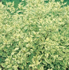 Дерен белый (Cornus alba) Крим Крекер С3 СП/24