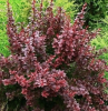 Барбарис Тунберга (Berberis thunbergii) Атропурпурея  С3 СП/25