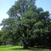 Дуб черешчатый (Quercus robur) 200-250 С7,5 РСав/24
