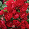 Роза миниатюрная (Rosa) Fairy King С3 НАп/25