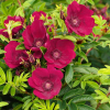 Роза Ругоза (Rosa rugosa) Strandperle Norderney С3 НАп/25