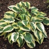Хоста гибридная (Hosta hybridum) Вайд Брим С1 ГлХ/25