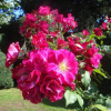 Роза мускусная (Rosa) Wilhelm С7,5 НАп/24
