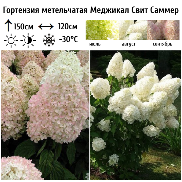 Основное изображение товара