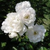 Роза миниатюрная (Rosa) White Fairy С3 ГлХ/25