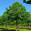 Липа широколистная (Tilia platyphyllos) Рубра 150-175 С10 РСав/24