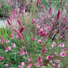 Кровохлебка лекарственная (Sangusorba officinalis) Пинк Танна С2-3 РАг/24