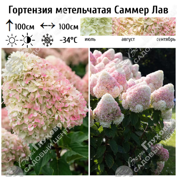Гортензия метельчатая "Саммер Лав" на фото