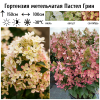 Гортензия метельчатая (Hydrangea paniculata) Пастел Грин Р9 СП/25
