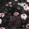 Пузыреплодник калинолистный (Physocarpus opulifolius) Диабло   С3 СП/24