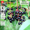 Черемуха обыкновенная (Prunus padus) Mst 200-250 WRB70 РЯр/25