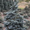 Пихта высокорослая (Abies procera) Глаука 40-50 С10 ГЕ/24