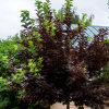 Черемуха виргинская (Prunus virginiana) Шуберт 200-250 С15 РСав/25
