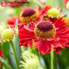 Гелениум (Helenium) Ранчера С3 ГлХ/24