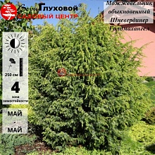 Основное изображение товара