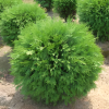 Туя западная (Thuja occidentalis) Литтл Чемпион 30-40 С3 РКт/24